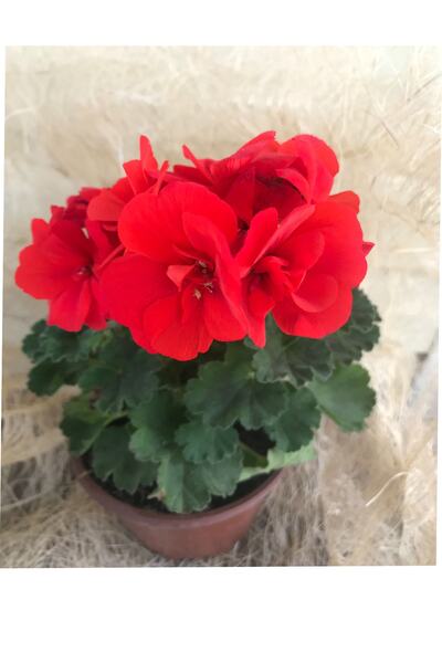 düşbahçem peyzaj Sardunya Çiçeği Saksıda Kırmızı Renk