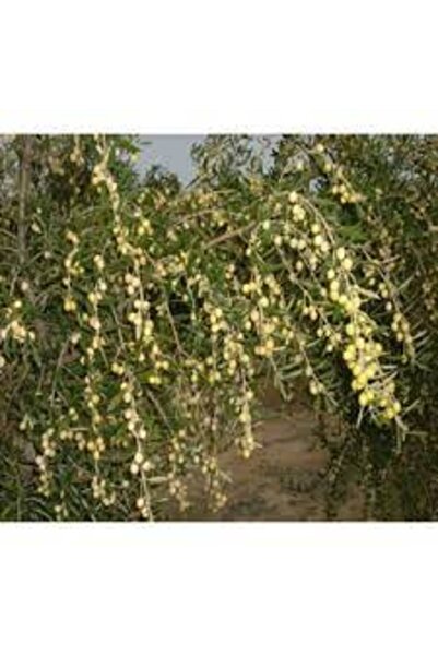 fidanpaketim arbequina ispanya zeytini ağacı Büyük Boy