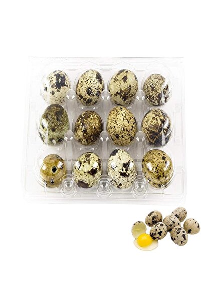 sude hayvancılık BILDIRCIN YUMURTASI beyaz UKRAYNA 5PAKETx12=60adet kuluçkalık YUMURTASI