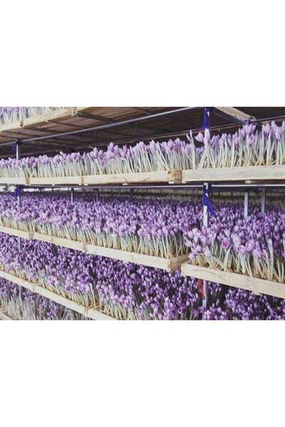 Hınzır Horosan Safran Soğanı