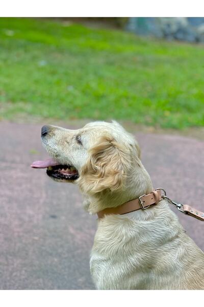 TB Leather Deri Köpek Tasması