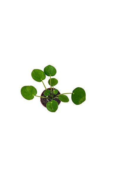 BİTKİ TASARIMI Pilea Peperoms Çin Para Çiçeği Çin Para Bitkisi