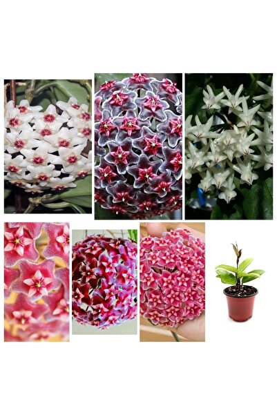 bitkidünyam 2 Adet Mum Çiçeği 8,5 Saksılı