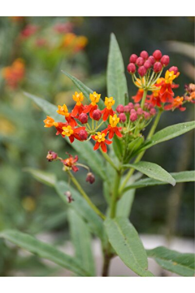 fidanistanbul İpek Çalısı Çiçeği Asclepias, Saksıda