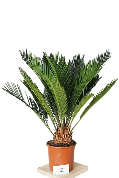 Fintarla Cycas Revoluta Sikas Palmiyesi İç&Dış Mekan Japon Palmiyesi 50-60 cm