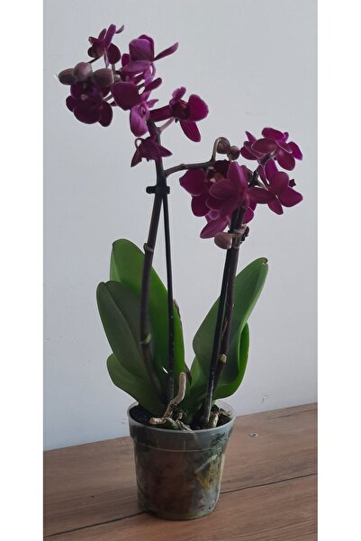 Sensoy Phalaenopsis Mor Minyatür Cift Dallı Mor Orkide