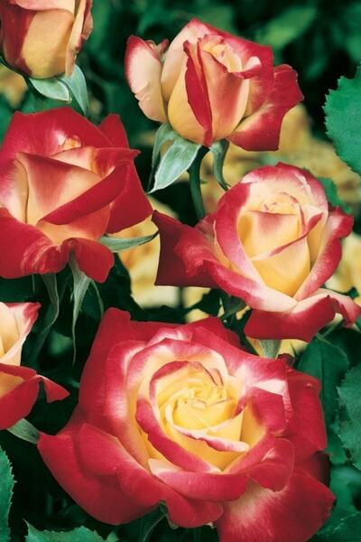 ÇİÇEKFLİX Gül fide fidan sihirbaz 1 adet açık kök 36-38cm