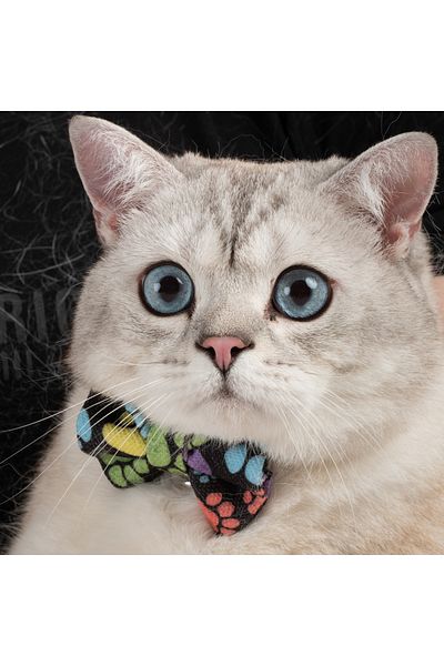 Patipatron Adjustable Cat Collar with Bow Tie and Clinker