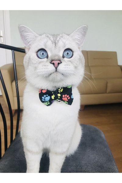 Patipatron Adjustable Cat Collar with Bow Tie and Clinker