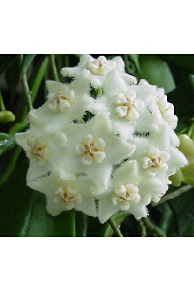 Antalya tropiksera Hoya Longifolia Kokulu Mum Çiçeği 10-20 Cm Boyda, Toprak D...