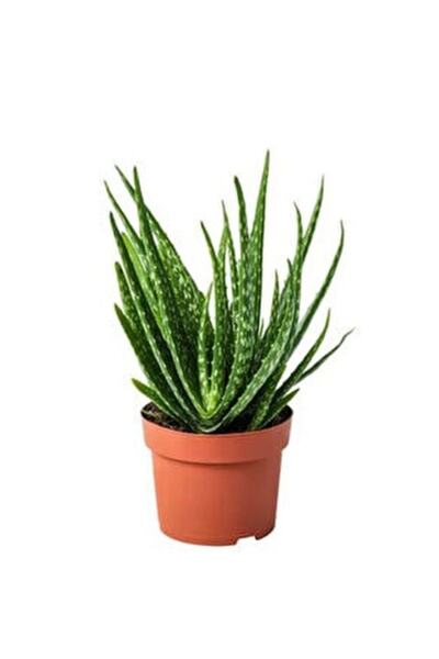 Genel Markalar 1 Adet Yetişkin Aloevera 3 Yaş Aloe Vera