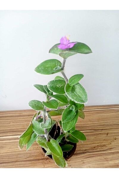 Lotus Botanik Tüylü – Yünlü Telgraf Çiçeği