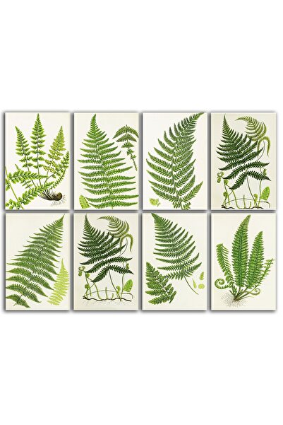 TELLGRAF مجموعة بطاقات بريدية بموضوع السرخس (8 قطع مقاس 10x15 سم)