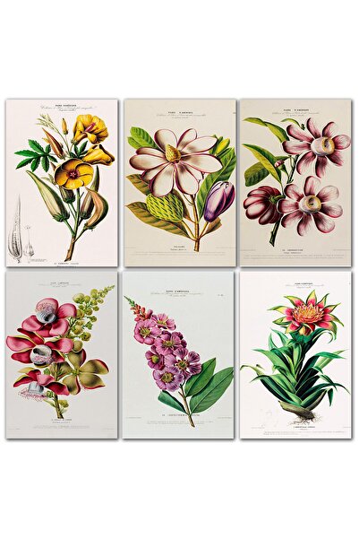 TELLGRAF مجموعة بطاقات بريدية بموضوع الزهرة (8 قطع مقاس 10×15 سم)