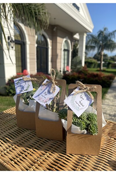 FİDAN PAZARI ÇANTALI HEDİYELİK SUKULENT MİX 20 ADET(KRAFT RENK)