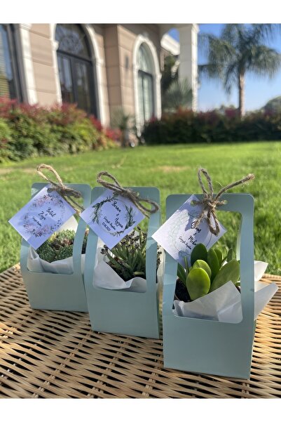 FİDAN PAZARI ÇANTALI HEDİYELİK SUKULENT MİX 20 ADET ( YEŞİL RENK)