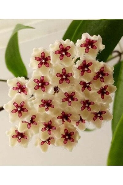 Antalya tropiksera Hoya Phuwuaensis - Mum Çiçeği 10-20 Cm Boyda, Toprak Da Kö...