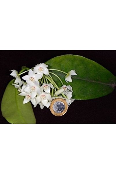 Antalya tropiksera Hoya Albiflora - Kokulu Mum Çiçeği 10-20 Cm Boyda, Toprak ...