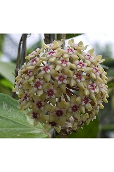Antalya tropiksera Hoya Parasitica Lao - Kokulu Mum Çiçeği 10-20 Cm Boyda, To...