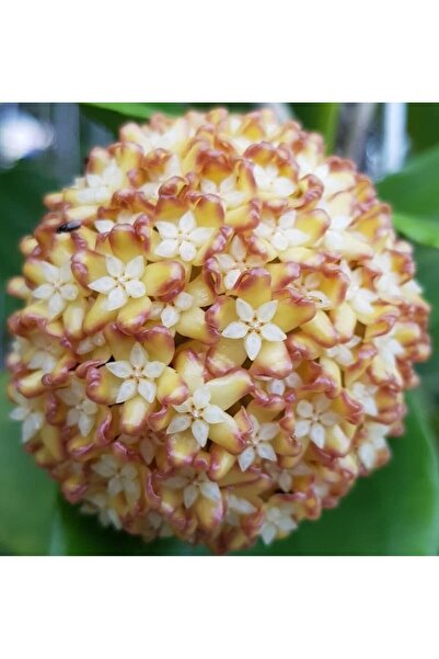 Antalya tropiksera Hoya Incrassata - Kokulu Mum Çiçeği 10-20 Cm Boyda, Toprak...
