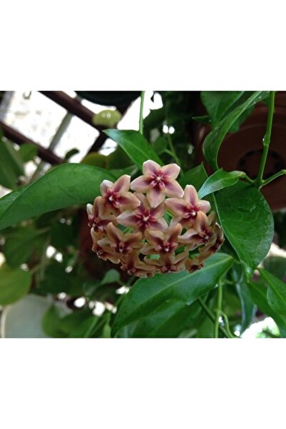 Antalya tropiksera Hoya Rubida - Kokulu Mum Çiçeği 10-20 Cm Boyda, Toprak Da ...