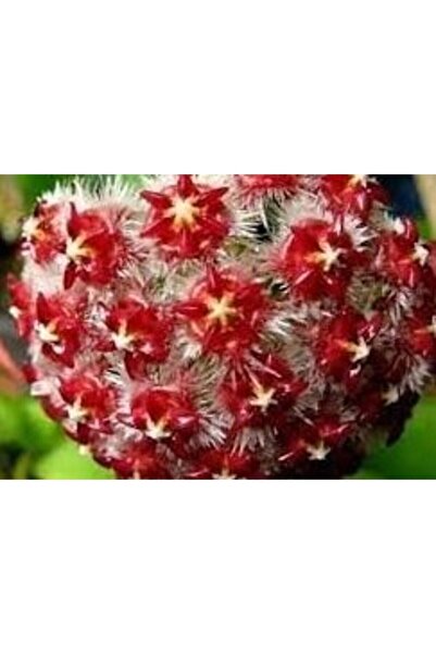 Antalya tropiksera Hoya Mindorensis Red Star - Mum Çiçeği 10-20 Cm Boyda, Top...