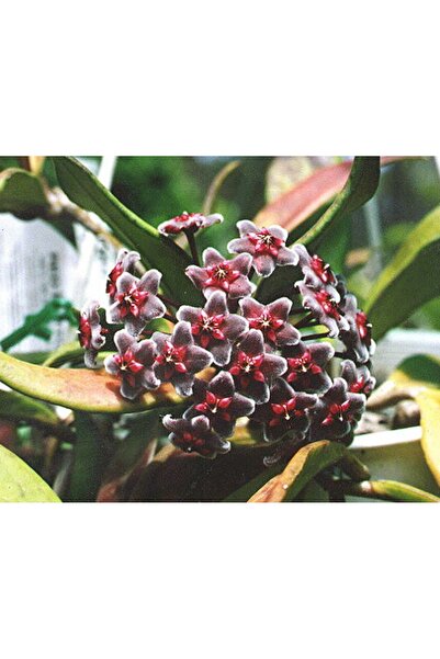 Antalya tropiksera Hoya Pubicalyx Royal Hawaiian Purple, Kokulu Mum Çiçeği 10...