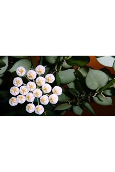 Antalya tropiksera Hoya Krohniana ''heart Leaves'' Kokulu Mum Çiçeği 10-20 Cm...