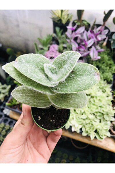 foliumbotanik Tradescantia Sillamontana Tüylü Telgraf Çiçeği