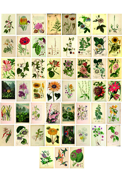 TELLGRAF مجموعة بطاقات بريدية بموضوع الزهور (51 قطعة مقاس 10x15 سم)