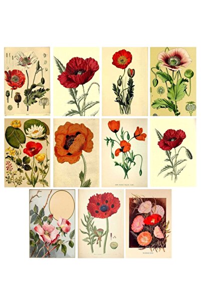 TELLGRAF Gelincik Temalı Kartpostal Seti (10x15 cm 11 adet)
