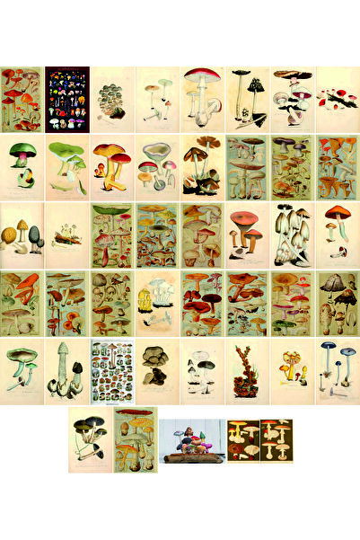 TELLGRAF مجموعة بطاقات بريدية تحت عنوان الفطر (10x15 سم 45 قطعة)