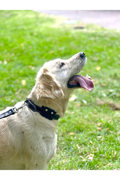 TB Leather Deri Köpek Tasması - Sağlamlık Garantili - Bitkisel Tabaklanmış Deri Dikişli Boyun Tasma