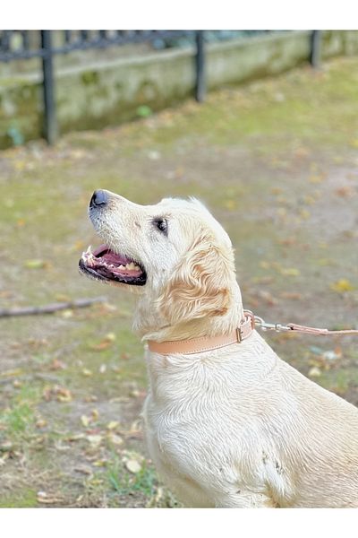 TB Leather Leather Dog Collar - Solidness Guaranteed - Vegetable Tanned Leather Stitched Neck Collar