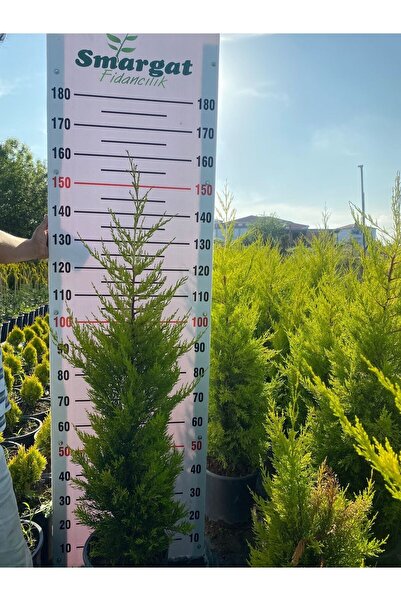 Smargat Limoni Servi Çamı (150-200CM) Dolgun Limon Çamı