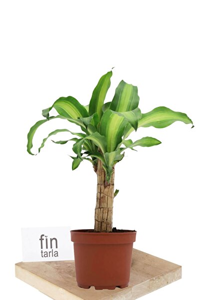 Fintarla Dracaena Fragrans Yellow Coast Salon Bitkisi Tek Gövde 30-40 cm