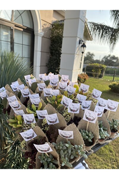 FİDAN PAZARI Jüt Süslemeli Ve Isimlikli Sukulent Hediyelik 20 Adet