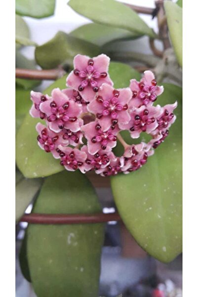 Antalya tropiksera Hoya Diversifolia. Kokulu Mum Çiçeği 10-20 Cm Boyda, Topra...