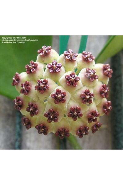 Genel Markalar Hoya kerrii Kokulu mum çiçeği 20-30 cm boyda, köklü ve sürgünl...