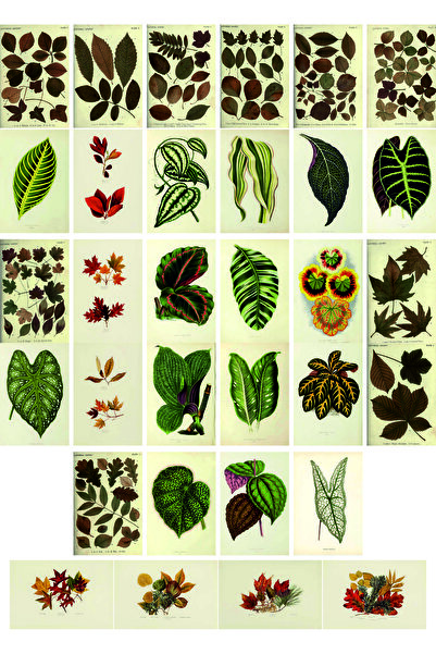 TELLGRAF مجموعة بطاقات بريدية بموضوع أوراق الشجر (32 قطعة مقاس 10x15 سم)