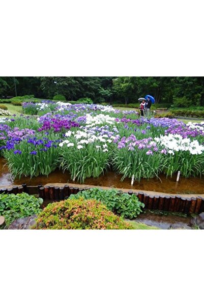 Genel Markalar 50 Adet Karışık Süsen Soğanı