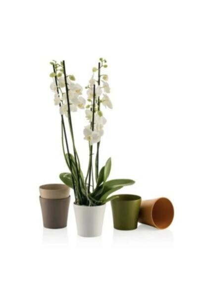 seazde Poliwork Gardenya Orkide 15 Mix 5 Adet 1,65 Litre 155x135 Mm