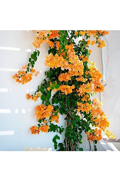 Önderler Mimoza Fidanı 15-25 Cm