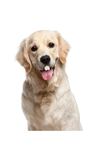 SYNOPE Takma Komik Köpek Dişi Dişlek Hayvanlar İçin Komik Tavşan Dişler Kedi Köpek Protez Aksesuarlar