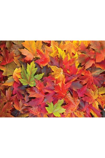 Nova Puzzle 1000 Parça Sonbahar Yaprakları Puzzle