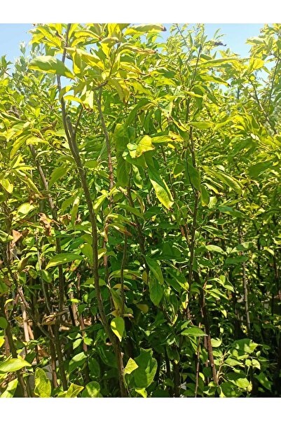 Anjola Angelica Tüplü Japon Erik Fidanı (100-150 CM)