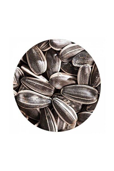 Genel Markalar Dakota Papağan Çekirdeği 1 Kg