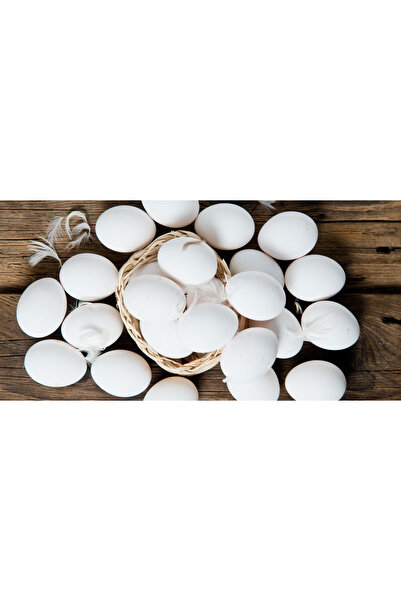 sude hayvancılık Yumurta Kuluçkalık Beyaz Ligorin Kuluçkalık 12adet