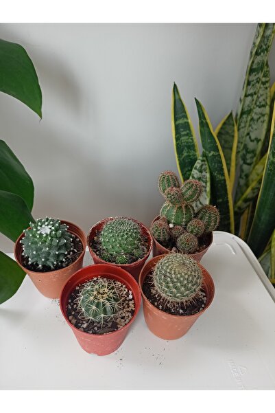 KAKTÜS HER YERDE 5li Kaktüs Seti 5 Adet Karışık Farklı Çeşit Yüksek Kalite