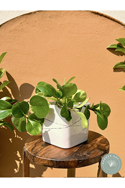 Garden Art El Yapımı Minimal Desenli Kare Formlu Seramik Saksı 13,5 cm